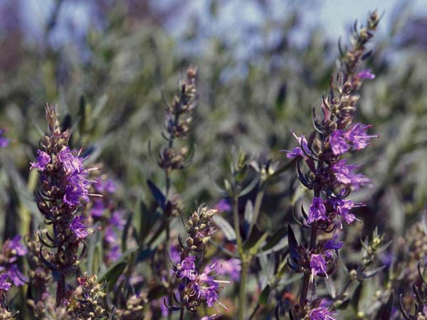 The Bible frequently uses the hyssop plant as a symbol of cleansing and pur