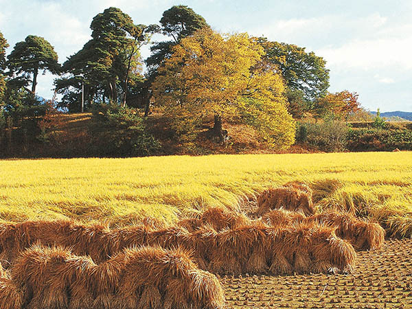 The church of God has long acknowledged the biblical analogy of a harvest r