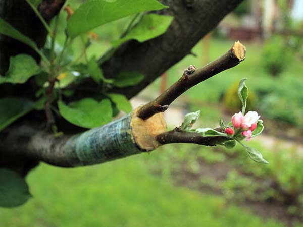 God's Word often employs the metaphor of grafting a branch into a rootstock