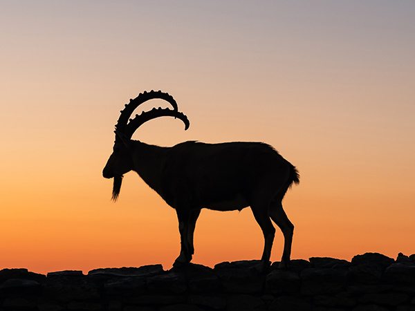 Forerunner: Preparing Christians for the Kingdom of God