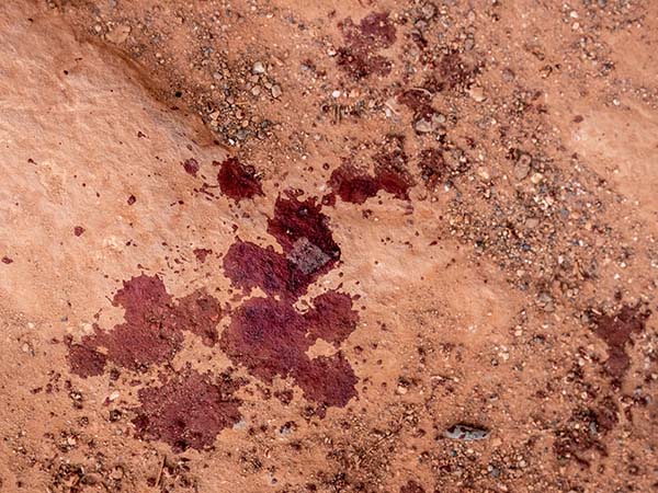 Forerunner: Preparing Christians for the Kingdom of God